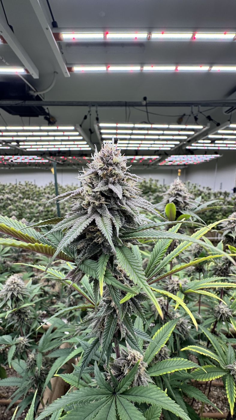 A tall flowering plant standing above a full grow room under lights